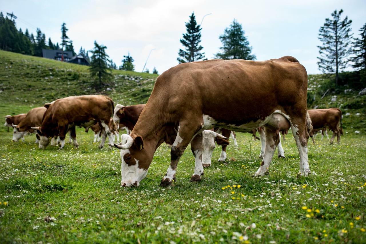 Tourist Farm Pr'Dovar Cerklje na Gorenjskem Eksteriør billede